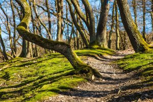 Trails in Itasca State Park